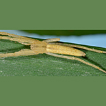 Tibellus minor female